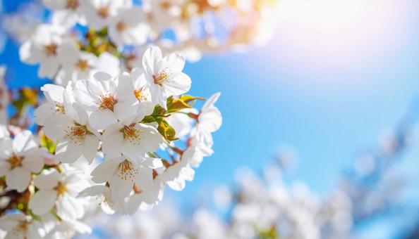 桜の花のアップと青空の背景 桜の花のアップと青空の背景の写真