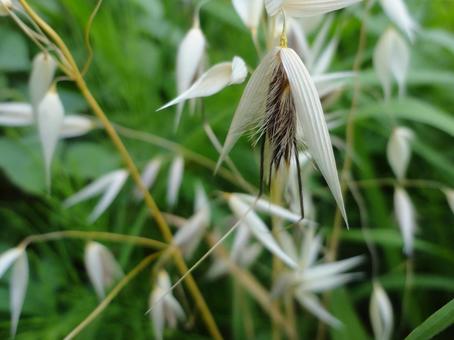 Ears of oats swaying in the field, karasumugi, umai, summer, JPG