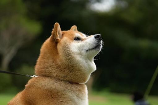 柴犬のポートレート 柴犬のポートレートの写真