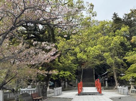 桜と神社 日本の春 桜と神社 日本の春 桜,サクラ,神社の写真素材