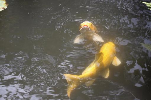 2匹の金色の鯉が泳ぐ池の風景 2匹の金色の鯉が泳ぐ池の風景 2匹,金色,鯉の写真素材