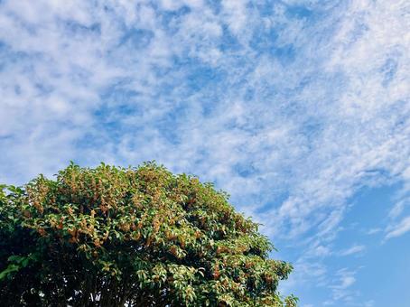 金木犀の大木と空 キンモクセイ,秋,金木犀の写真素材