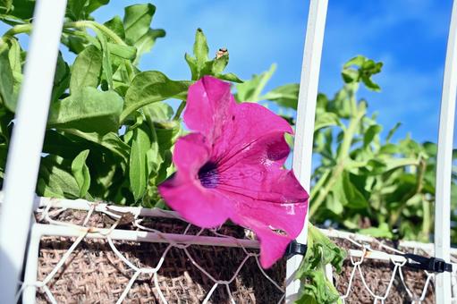 癒しのピンク、夏の風景 花,ピンク,ピンクの花の写真素材
