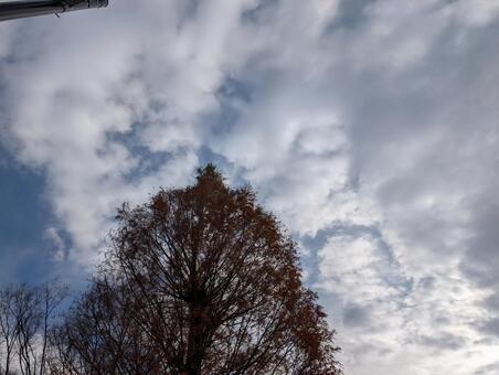 曇り空と木 曇り空,曇,空の写真素材