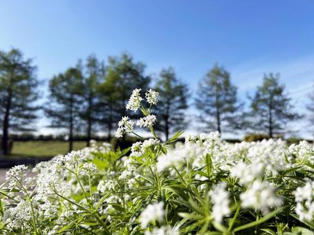 花畑に密生するクルマバソウの花 花畑に密生するクルマバソウの花の写真