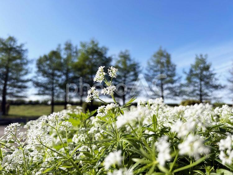 花畑に密生するクルマバソウの花 クルマバソウ,花,フラワーの写真素材