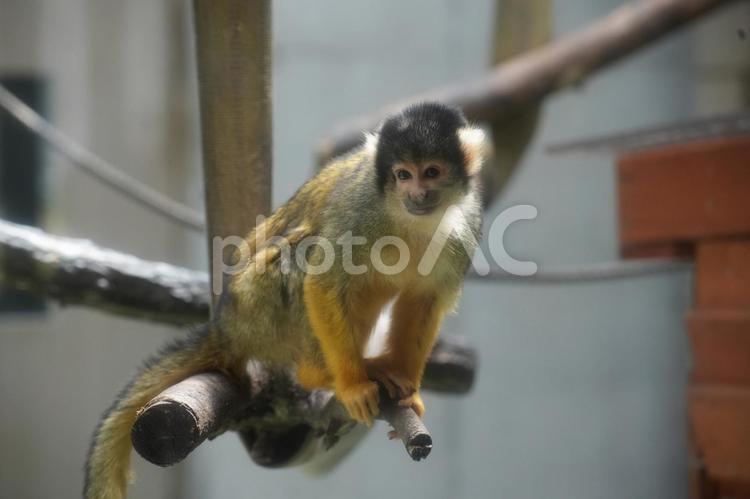 ボリビアリズザル ボリビアリスザル,リスザル,さるの写真素材