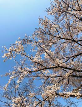桜の写真