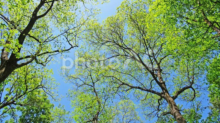 樹木と空 新緑,木漏れ日,青空の写真素材