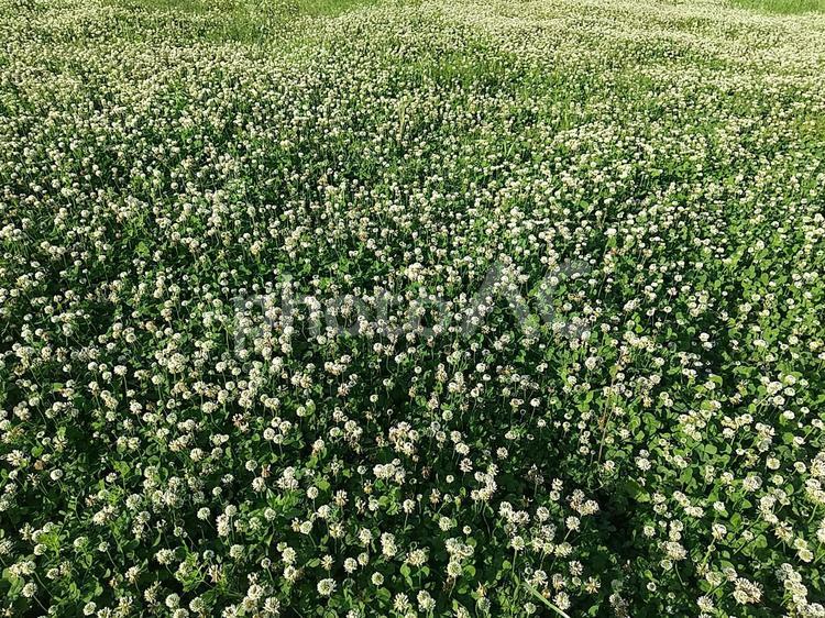 一面のシロツメクサのお花畑 シロツメクサ,クローバー,松原公園の写真素材