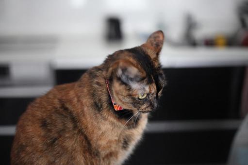 なにかをみる猫 猫,ネコ,ねこの写真素材