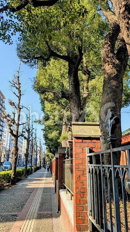 本郷通り歩道 本郷通り,歩道,東大の写真素材