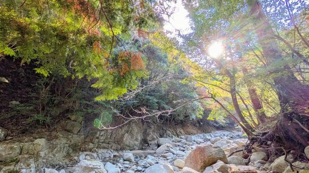 渓谷に降り注ぐ、秋の光 山間,今治市,鈍川渓谷の写真素材