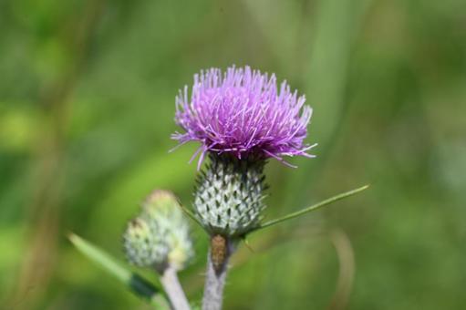 榛名ユウスゲの道で撮ったノアザミの花 榛名ユウスゲの道で撮ったノアザミの花の写真