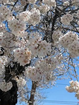 桜 桜の写真