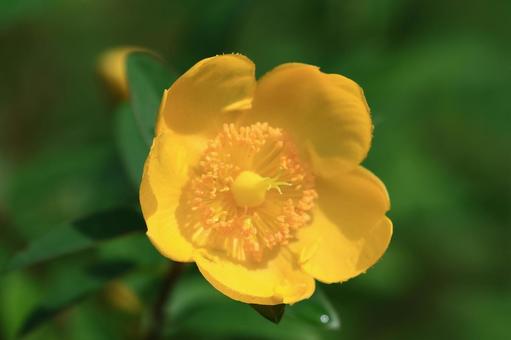 タイリンキンシバイの写真