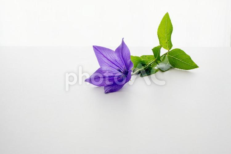 背景素材　綺麗な桔梗の花 背景,桔梗,花の写真素材