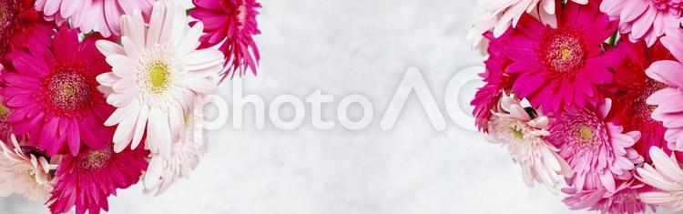 ピンクカラーでまとめた花束素材 花,ピンク,ガーベラの写真素材