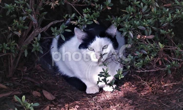 木陰の猫 猫,ネコ,ねこの写真素材