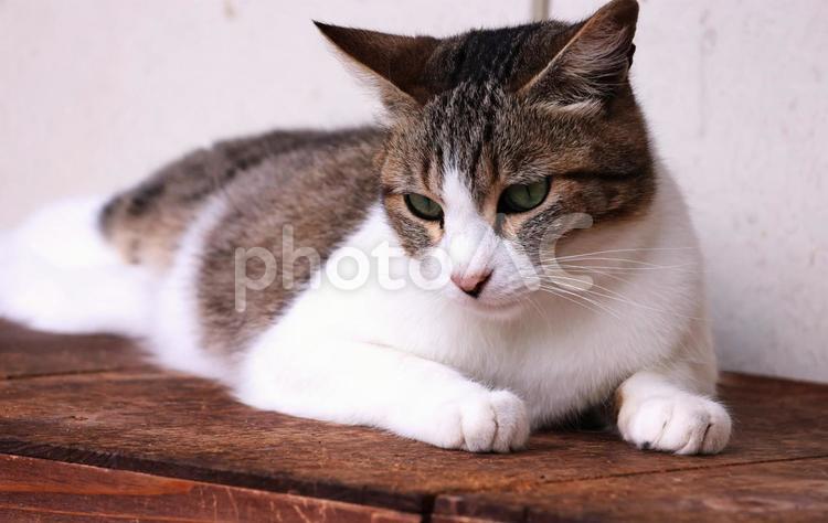 カフェの屋外の猫 背景,猫,ねこの写真素材