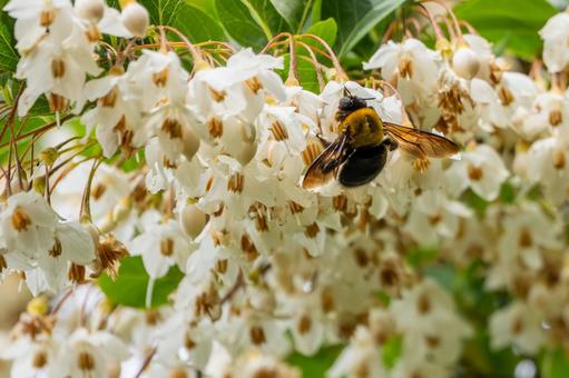 Photo, spring, flower, ekonoki, 