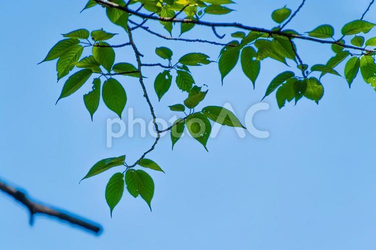 桜の葉と澄んだ青空 空,桜,葉の写真素材