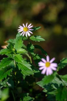 ノコンギクの写真