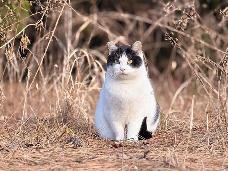 お座りする白黒ネコ ネコ,保護猫,ニャンコの写真素材