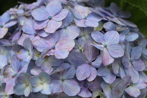 Photo, hydrangea, flower, rainy season, 