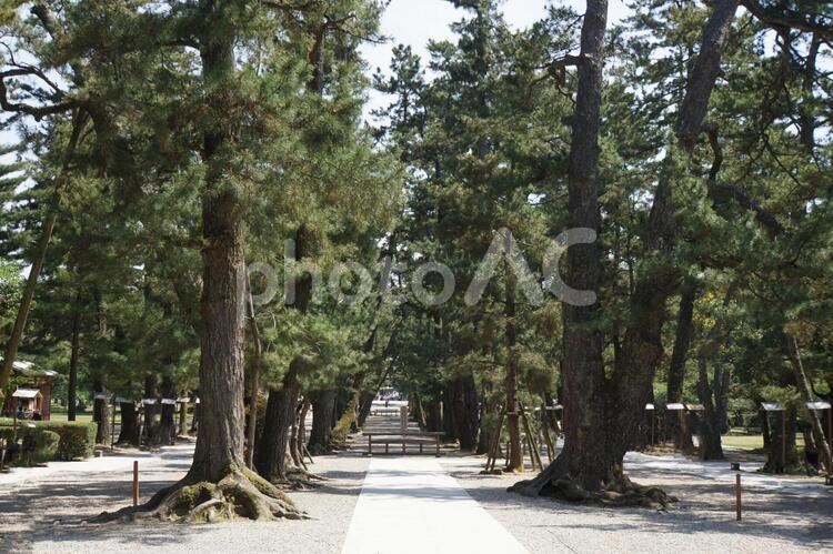 参道の松並木 参道,松,並木の写真素材