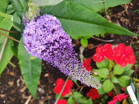 Purple Flower, JPG