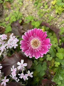 Photo, gerbera, flower, a round, 