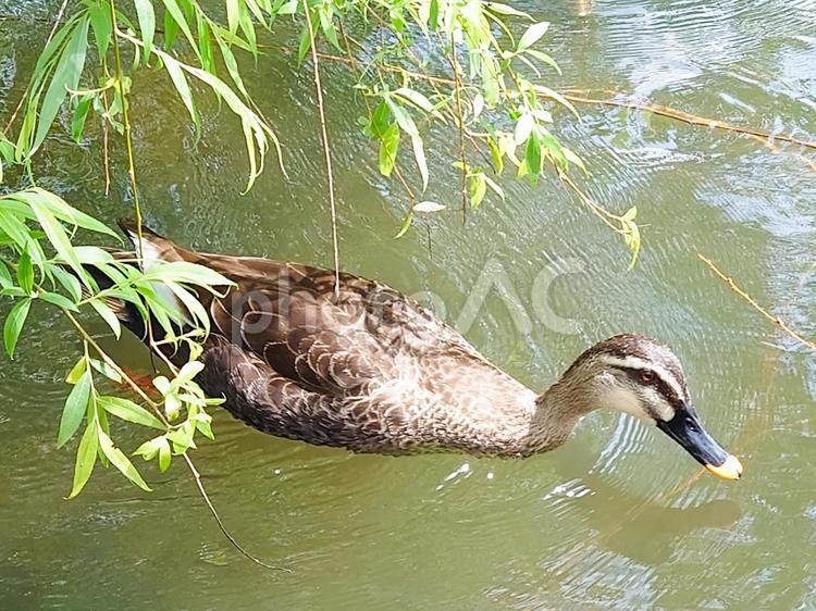 石神井池のカルガモ カルガモ,池,石神井池の写真素材