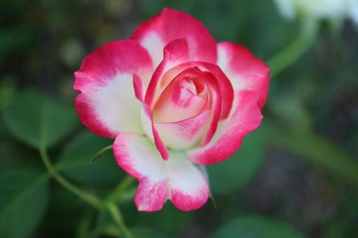 バラ園にて綺麗な薔薇を撮りました バラ園にて綺麗な薔薇を撮りましたの写真