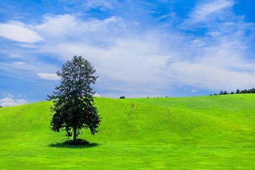 草原に立つ一本の木 草原に立つ一本の木 草原に立つ一本の木,草原,丘の写真素材