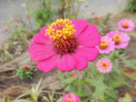 【花の写真】 ヒャクニチソウ（百日草）の写真