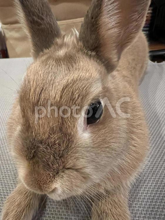 もふもふのウサギ うさぎ,可愛い,かわいいの写真素材