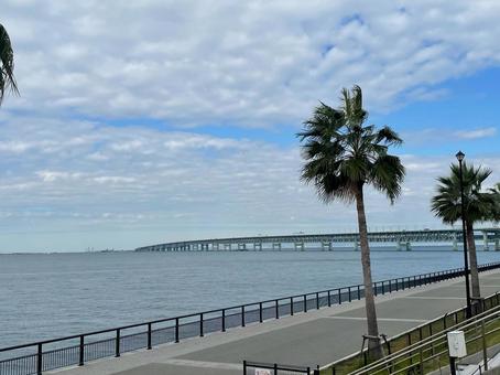 関空連絡橋　ヤシの木　遊歩道　の写真