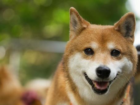 柴犬のポートレート 犬,柴犬,天然記念物の写真素材
