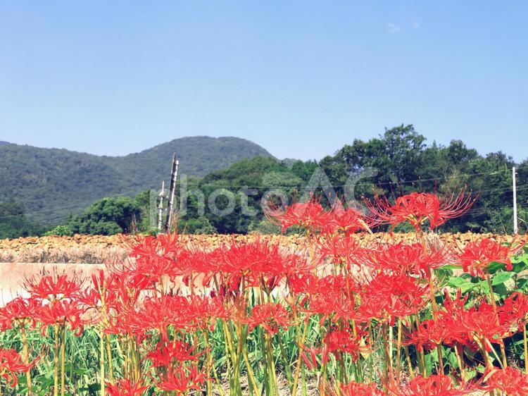 彼岸花　青空と線路道 彼岸花,曼珠沙華,秋の写真素材