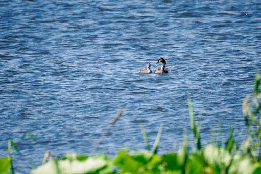 Photo, bird, great crested grebe, wild bird, 