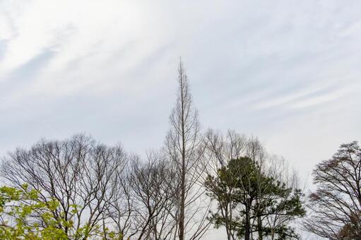 冬枯れの木々と空 木,樹木,冬枯れの写真素材