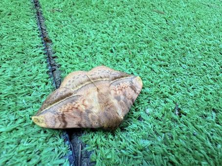 オビガ 03 オビガ 03 帯蛾,オビガ,昆虫の写真素材