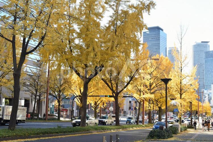 イチョウの木 イチョウ,並木,紅葉の写真素材