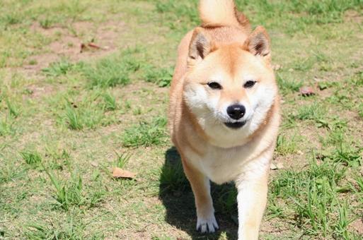 豆柴の笑顔 豆柴の笑顔 豆柴,笑顔,ドッグランの写真素材