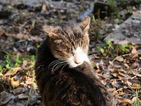 洗足池　日を浴びる猫 野良猫,地域猫,猫の写真素材
