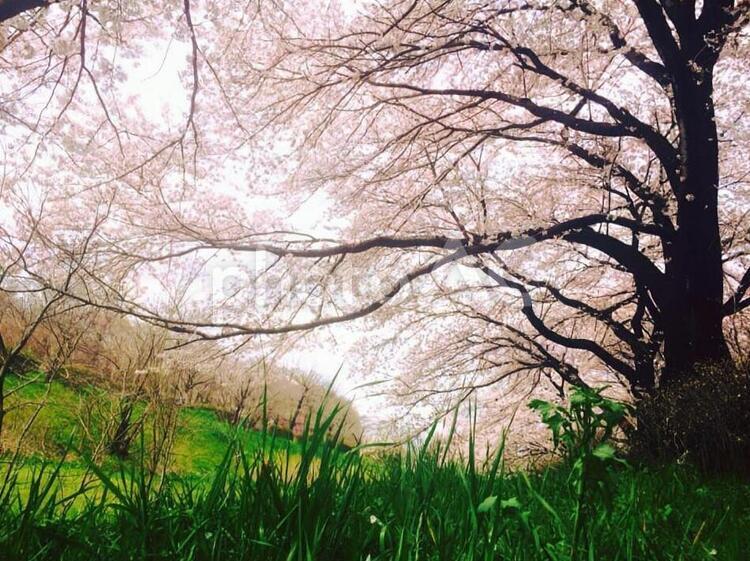 降り注ぐ桜 ピンク,公園,春の写真素材