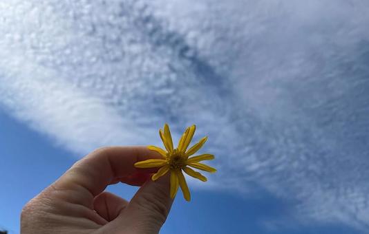 青空 黄色の花 青空 黄色の花の写真