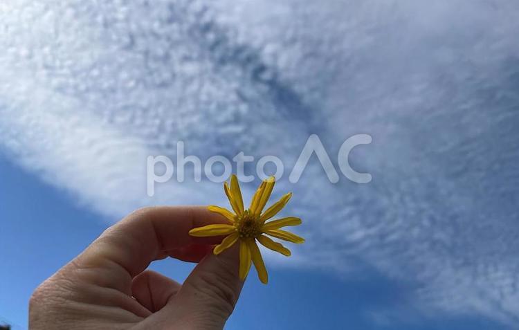 青空　黄色の花 空,青空,スカイの写真素材
