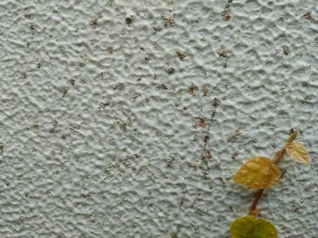 白い外壁の枯れたツタの跡 外壁,植物,ツタの写真素材